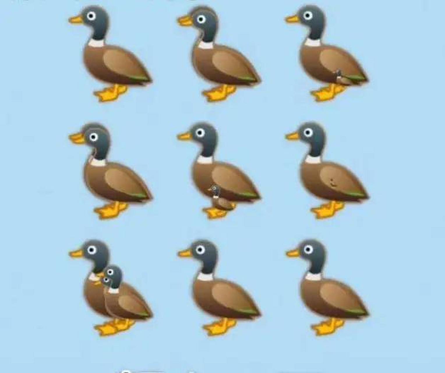 看看你能找到几张鸭子 9只 : 粗心 17只:天才 12只:细心