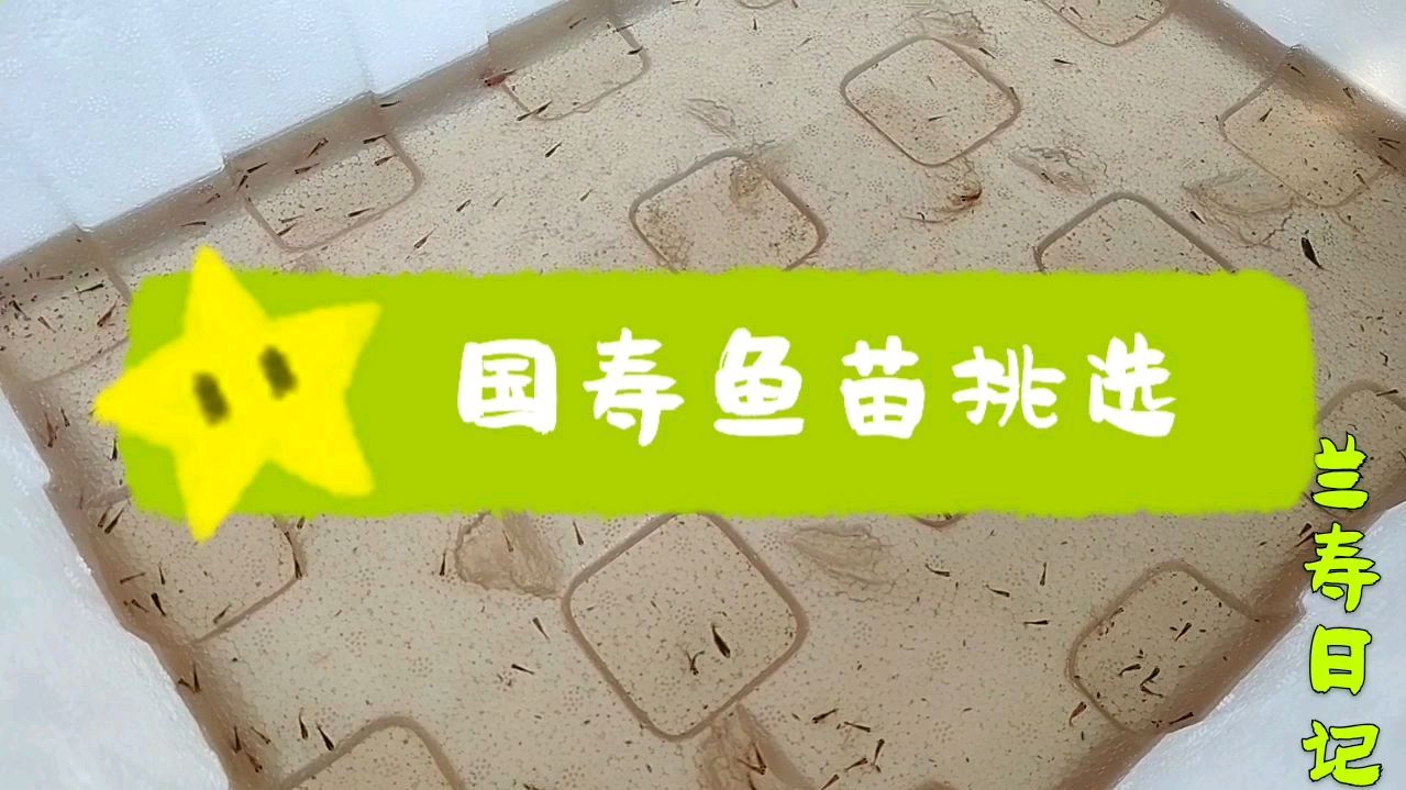 国寿鱼苗挑选 这是个大量淘汰的过程