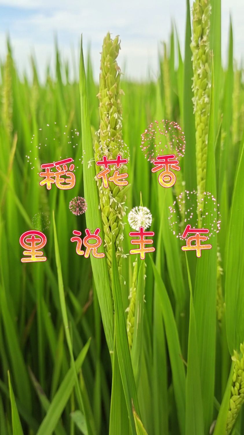 你们看过水稻开花是什么样子的吗