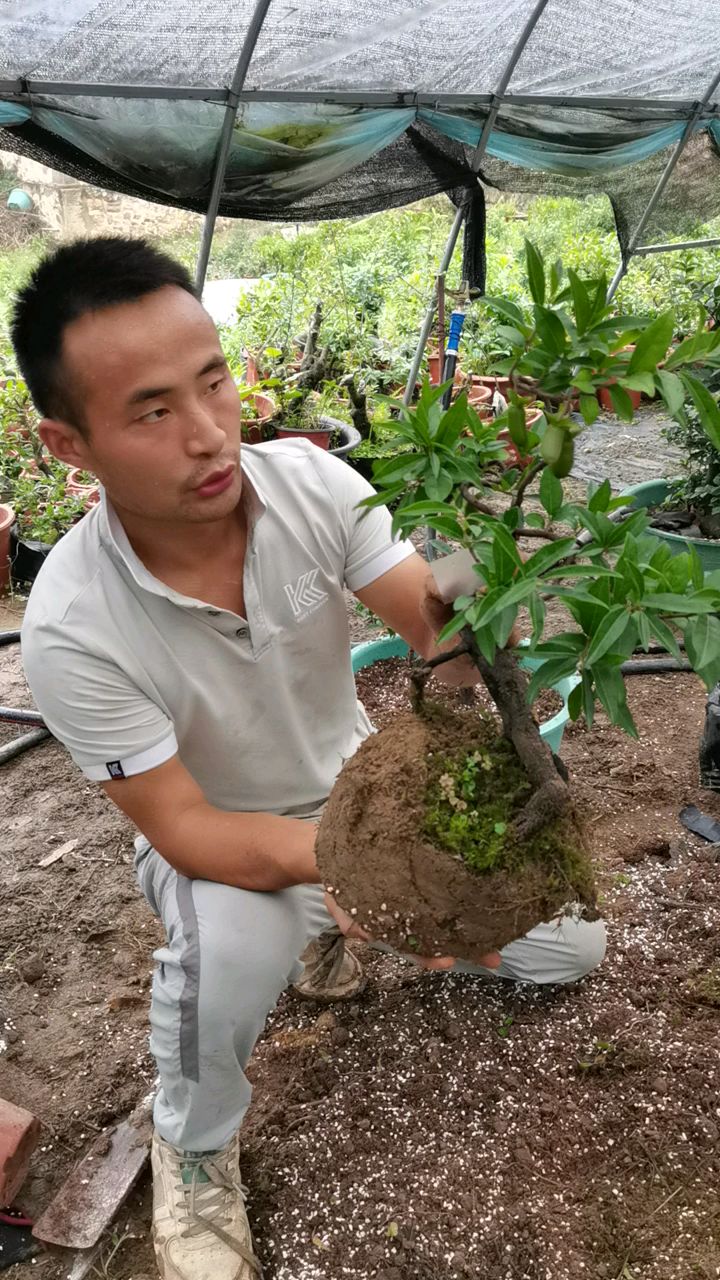 掛果的金彈子血鑽換盆培養枝條-度小視