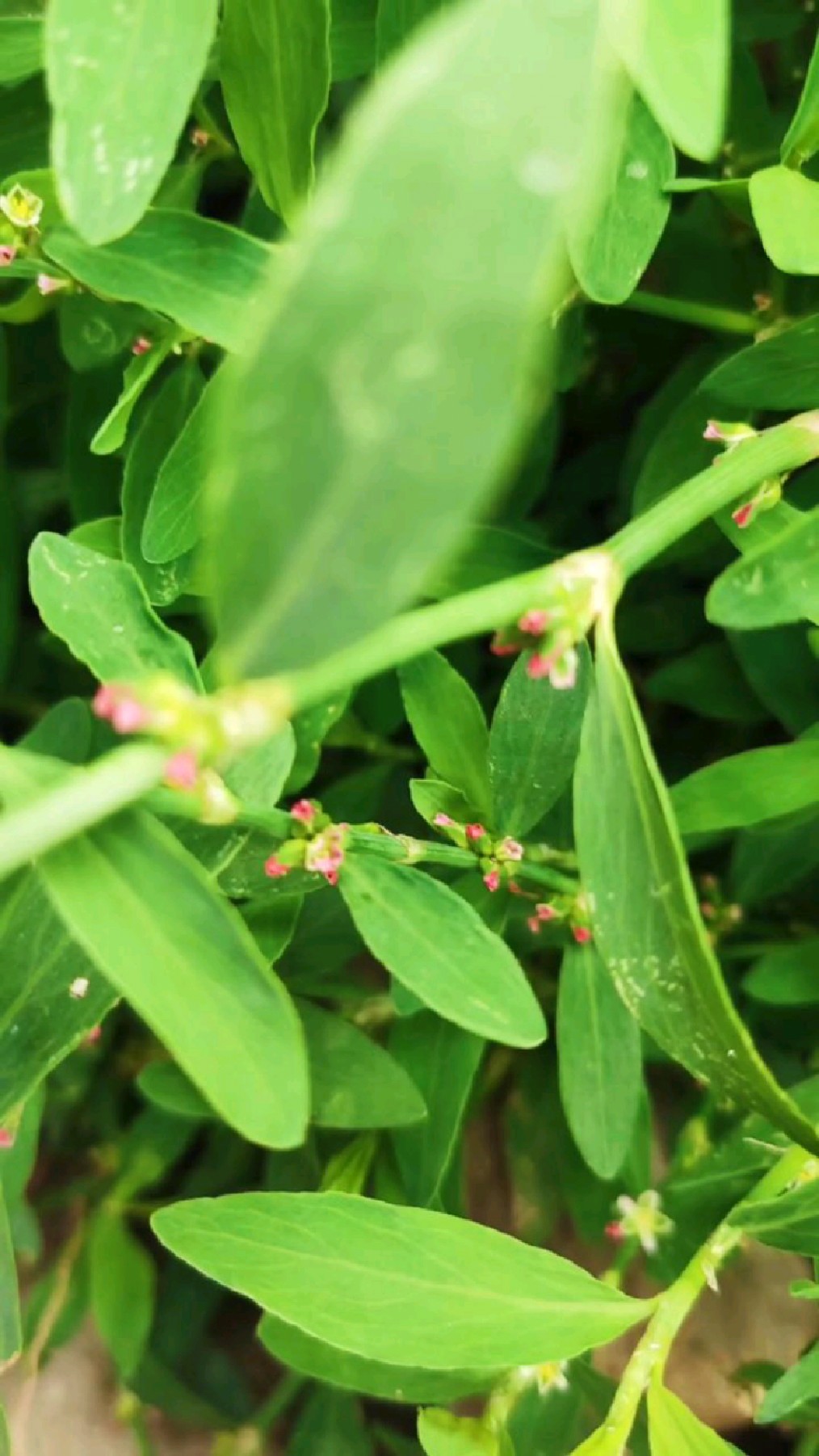 立夏时节,萹蓄花开!
