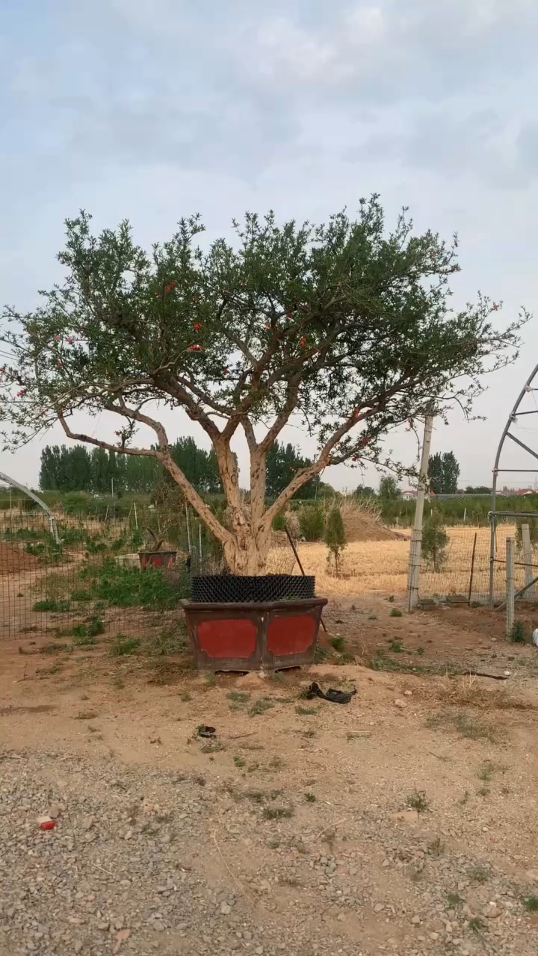 超大冠幅大红袍石榴景观树,庭院别墅景观树首选!