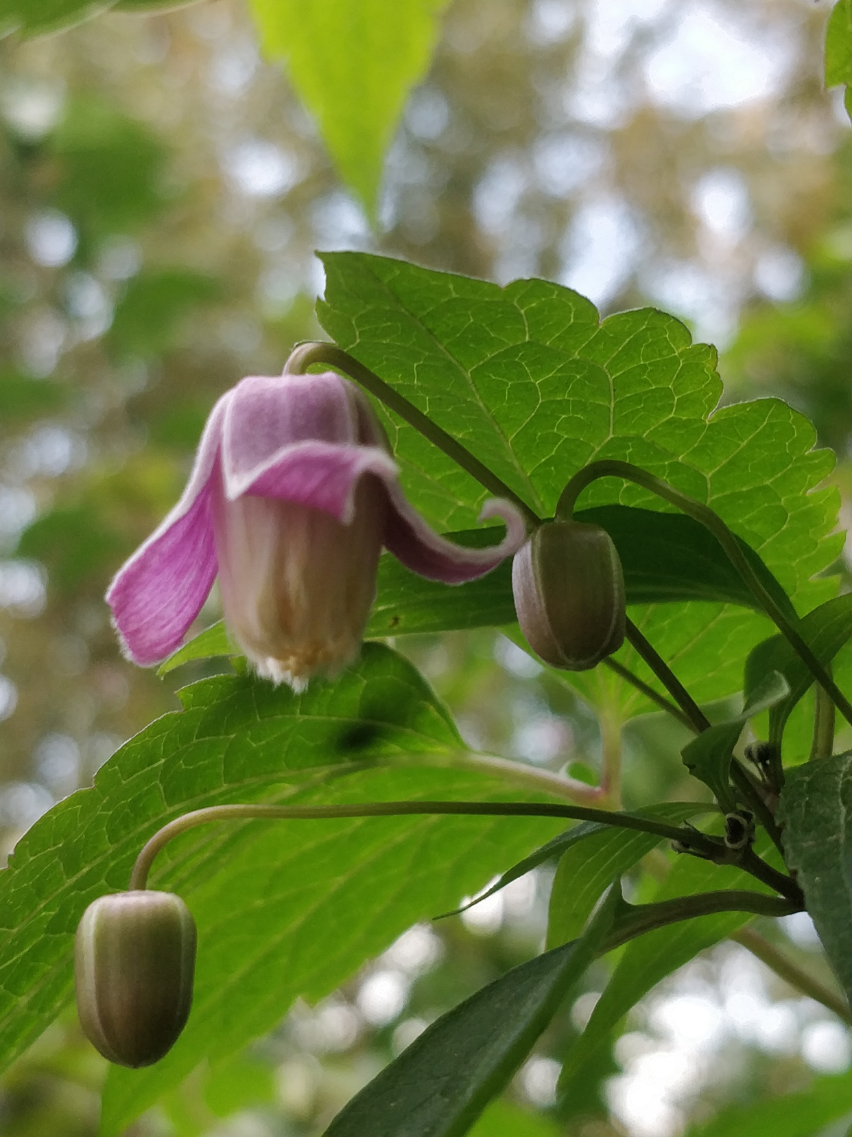 毛蕊铁线莲,花苞像彩色"吊钟",绿绢毛像"佛尘",非常好看!
