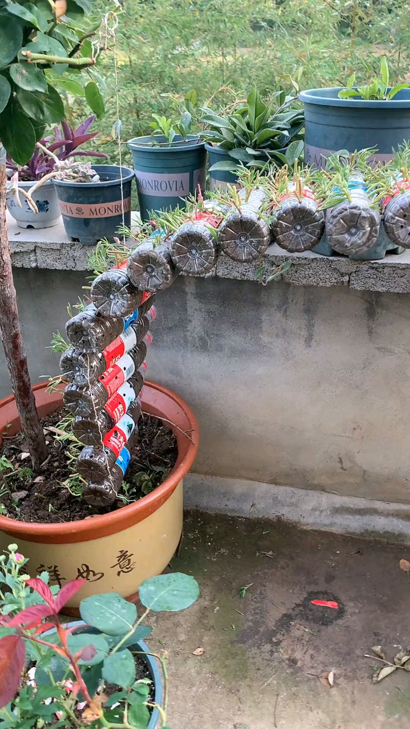 朋友家这样设计矿泉水瓶种太阳花,真有才啊!-度小视