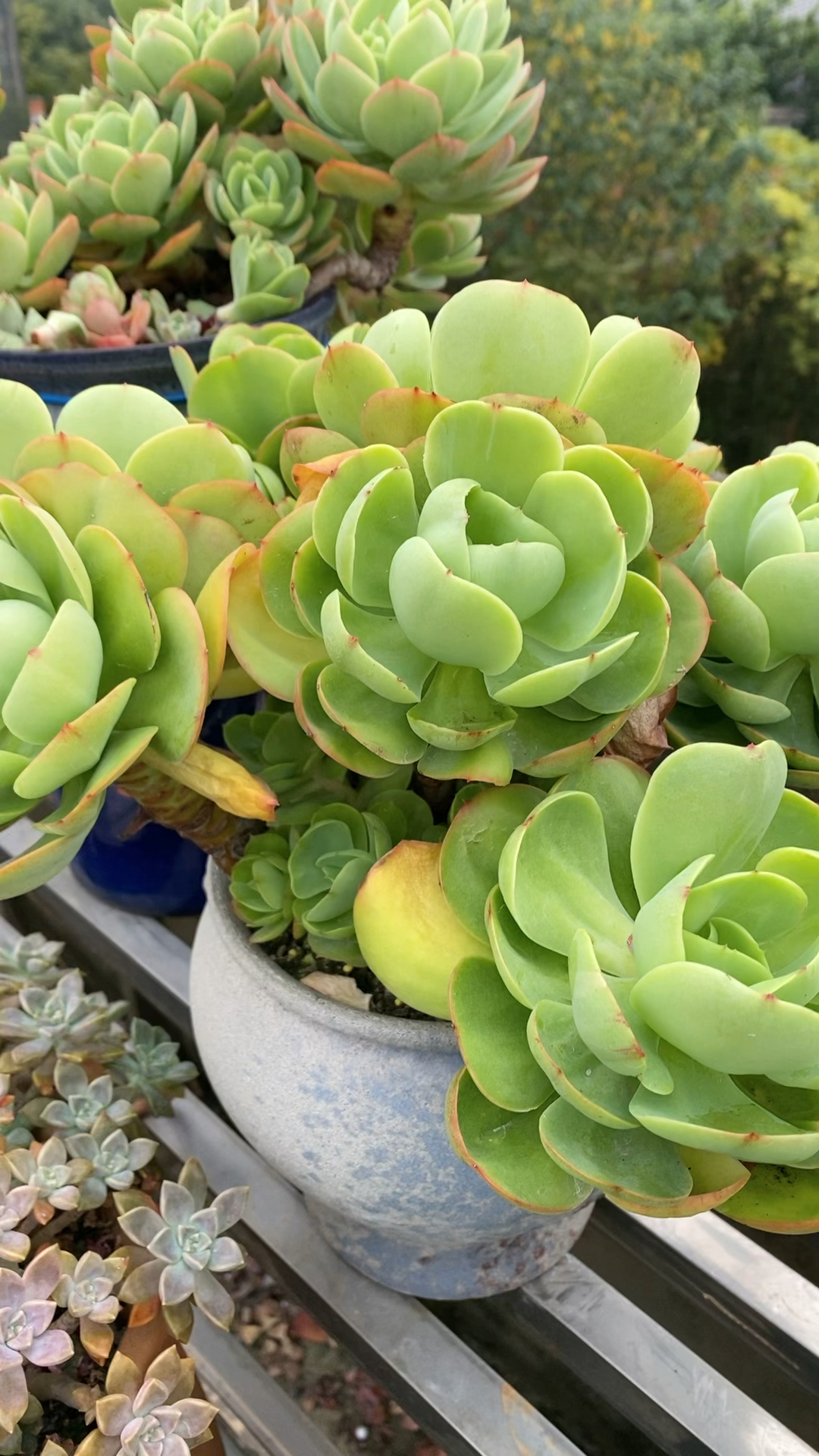 多肉碧桃依然生机活力,皮实好养!