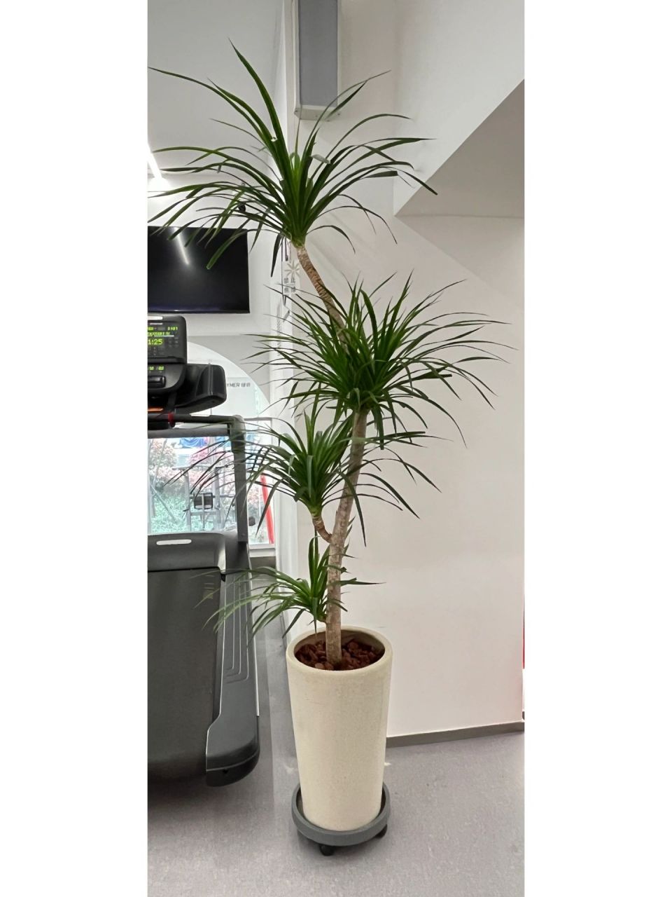 室内绿植推荐—耐旱好养有造型的龙血树||| 一,养殖方法 1,土壤:比较