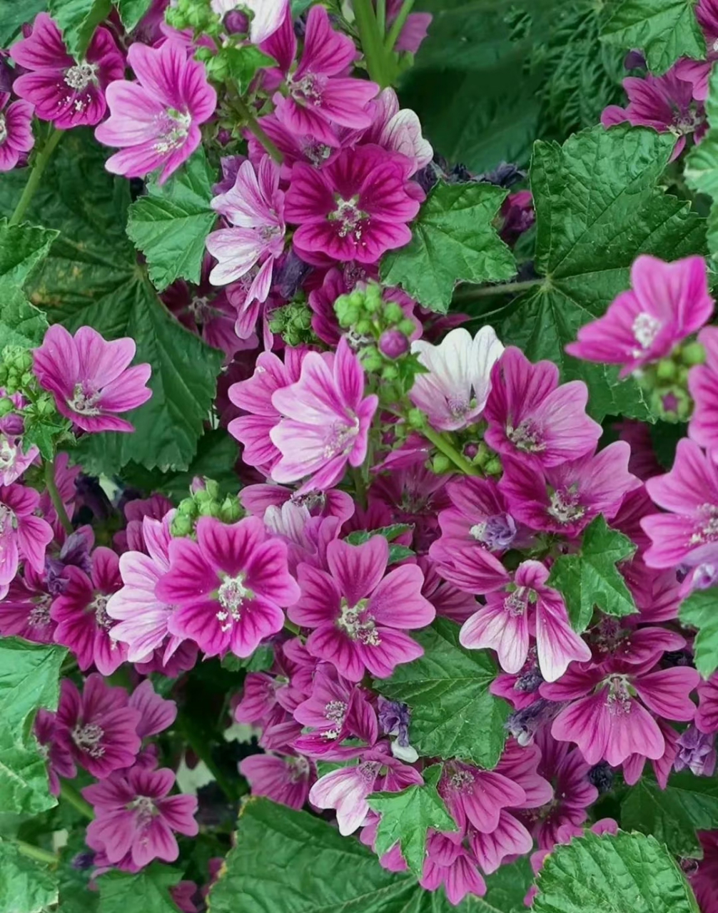 花卉鉴赏:锦葵,又名荆葵,钱葵,棋盘花,株高分枝多,花朵簇生,花色为紫