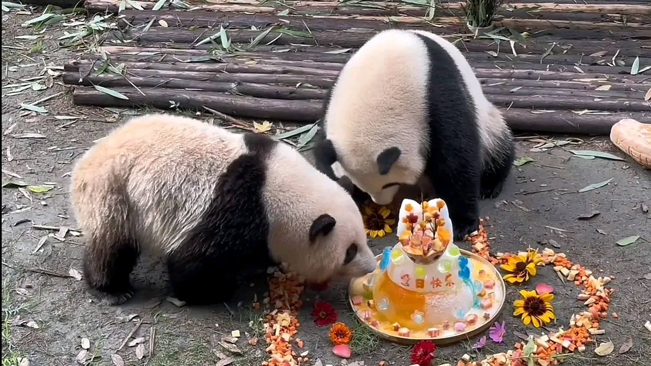 三岁了,从此花叶姐弟就是三岁的宝宝啦,花花还是个3岁还能近身的乖