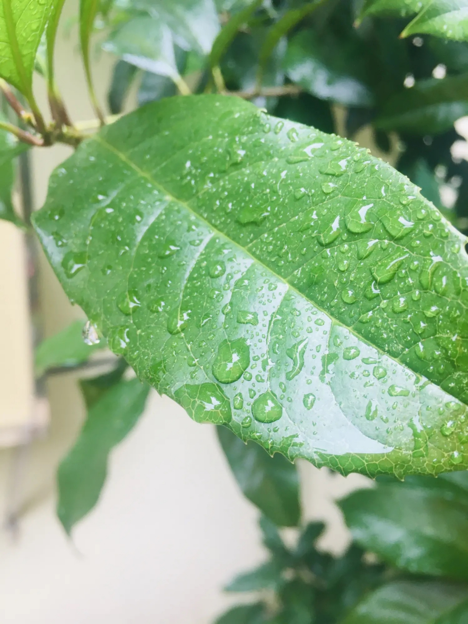 秋天的雨后,落在叶子上的晶莹剔透的雨滴还未干却