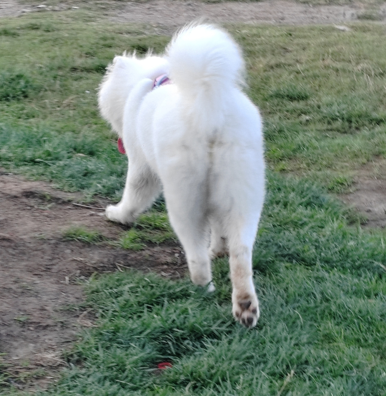 抛媚眼的萨摩耶,宠物犬写真摄影图片