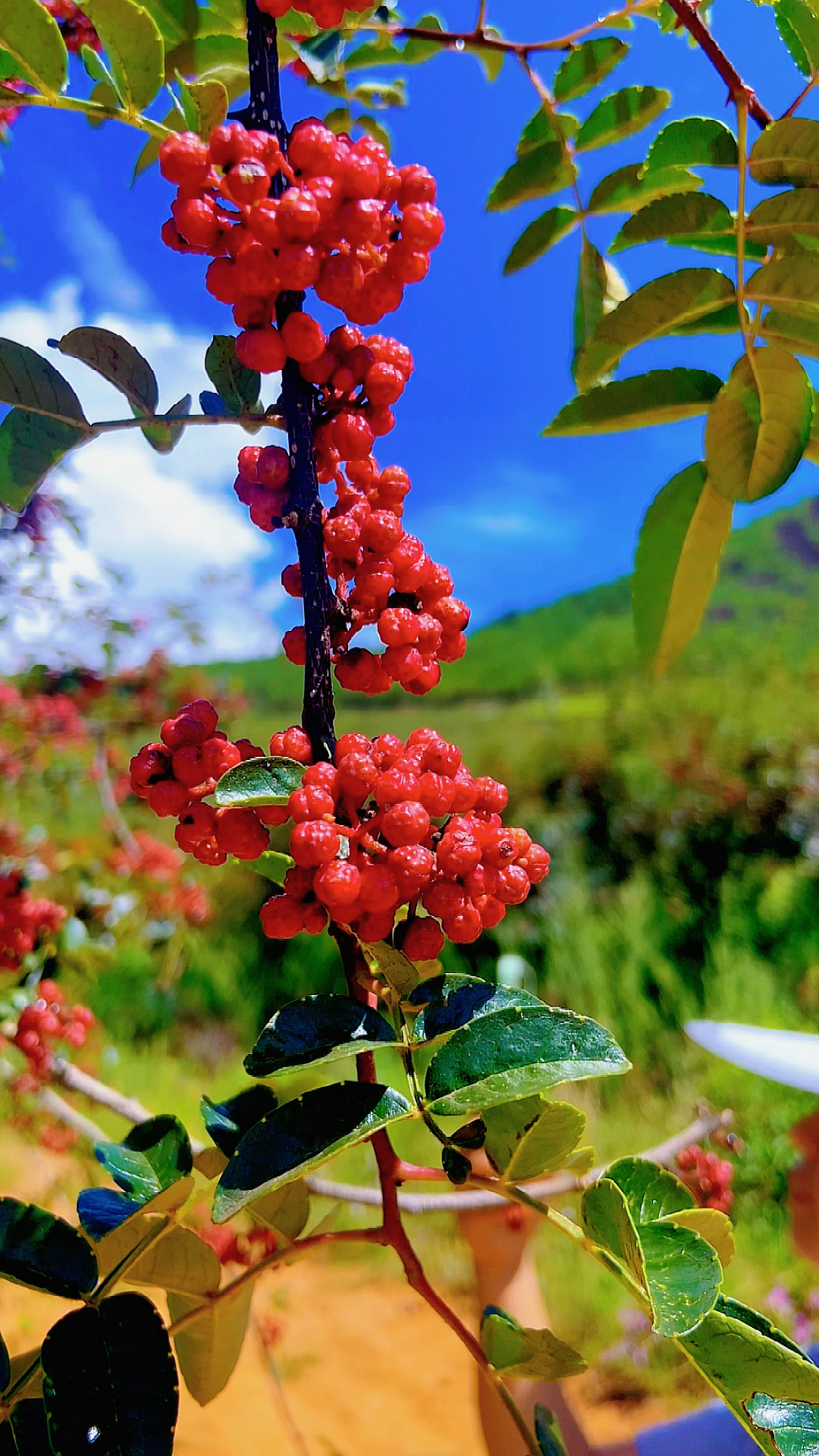 盐源花椒新鲜时候样子