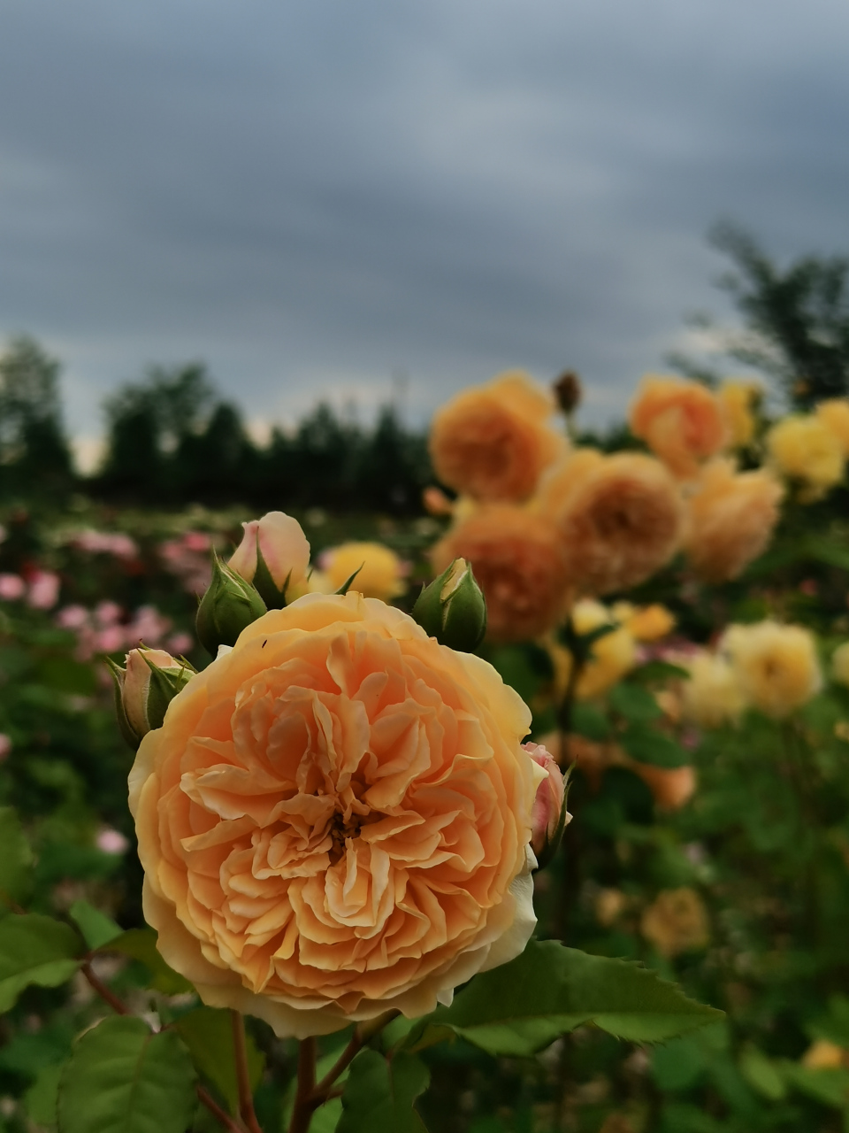 [小红花]花色以红色为主,其他有白,黄,粉红,玫瑰红等.