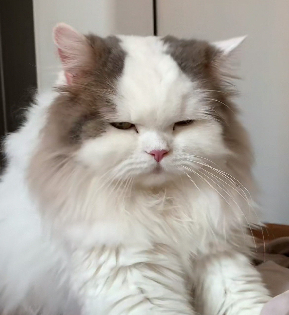 原来小猫咪也会秃顶啊 #猫咪# #一起来吸猫# #喵星人日记