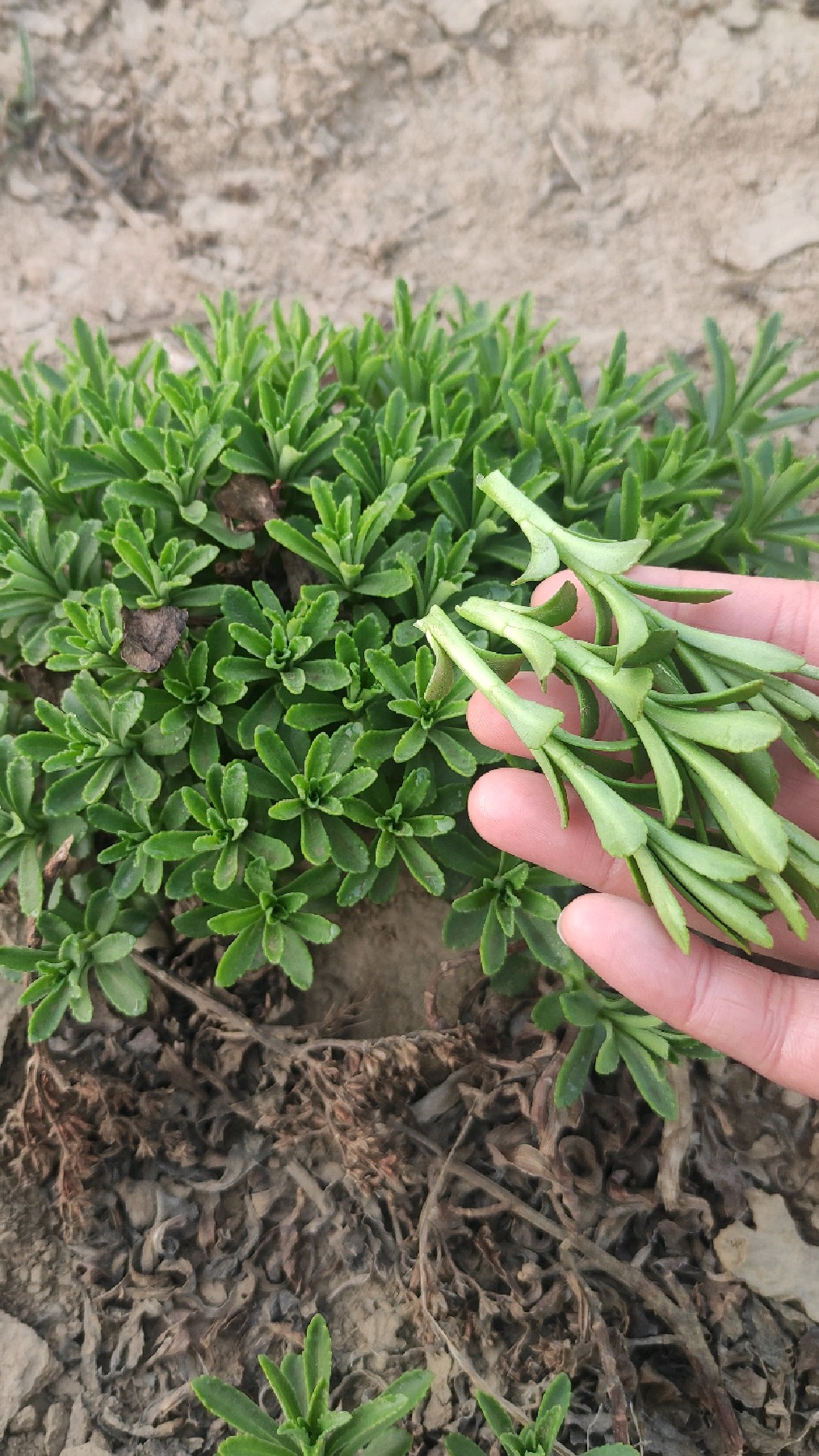 救心菜,养心又补钙,特别适合中老年人,凉拌,热炒怎么吃都行,像韭菜一