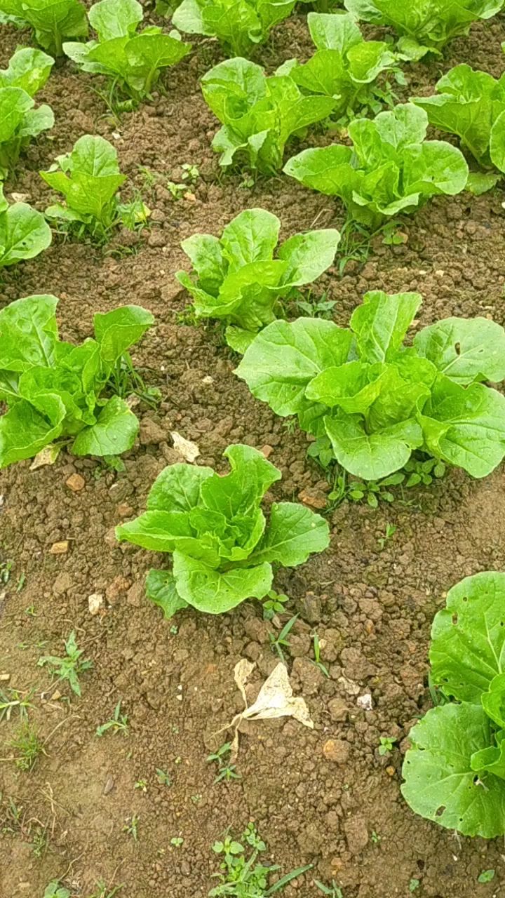 芒种过后,地里蔬菜增多,小小白菜一元一斤都没人要
