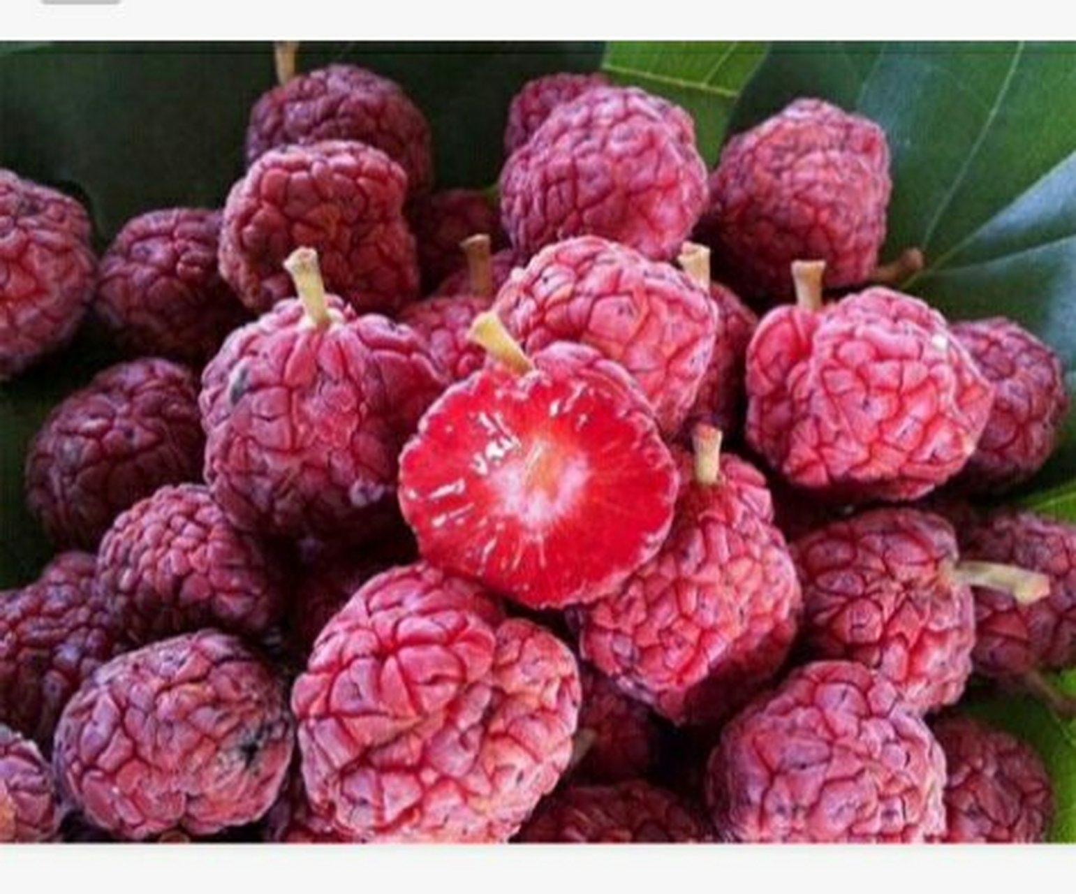 新发现# #第三代水果# #柘树柘果#百度百科: 柘树果实,中药名.