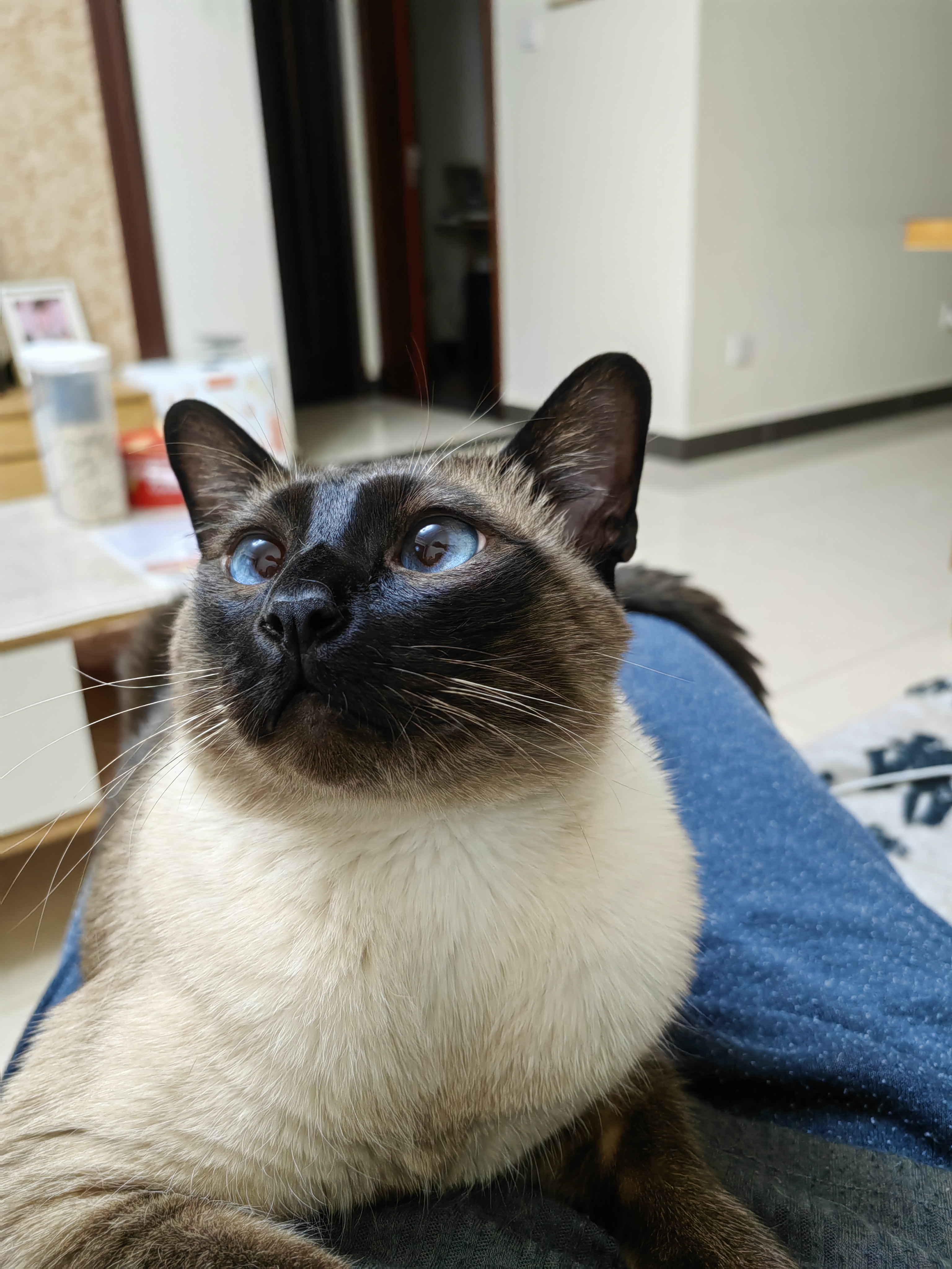 憨猫呆咪