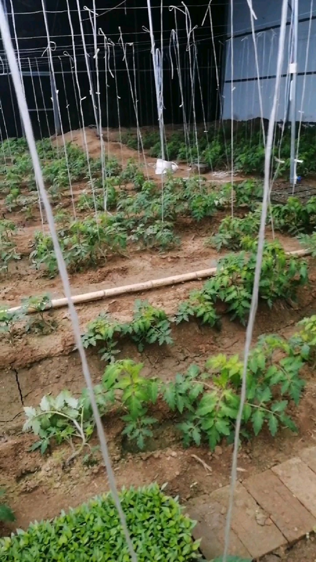 吊的越高越高产,能长一人多高的吊绳西红柿