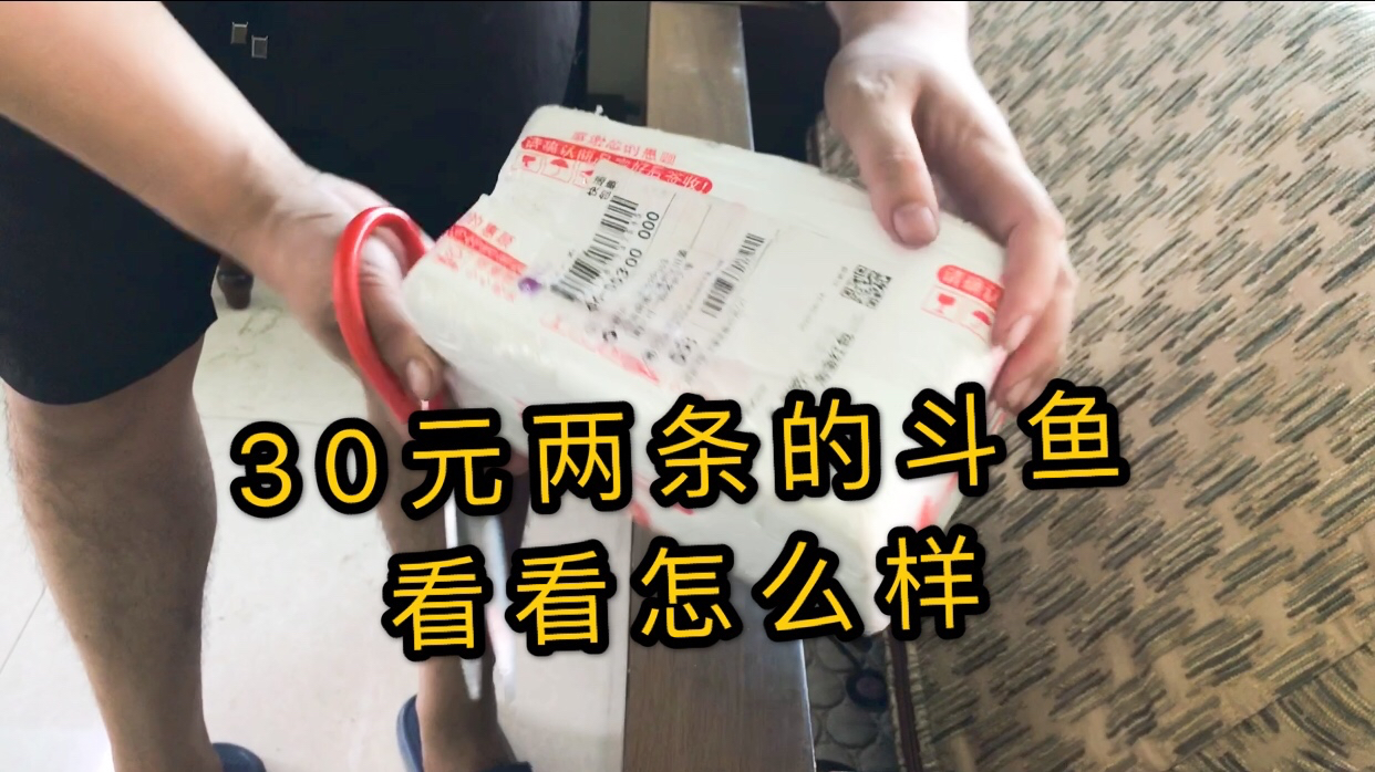 开箱2条泰国斗鱼,花了30元钱,一打开就觉得太丑太一般