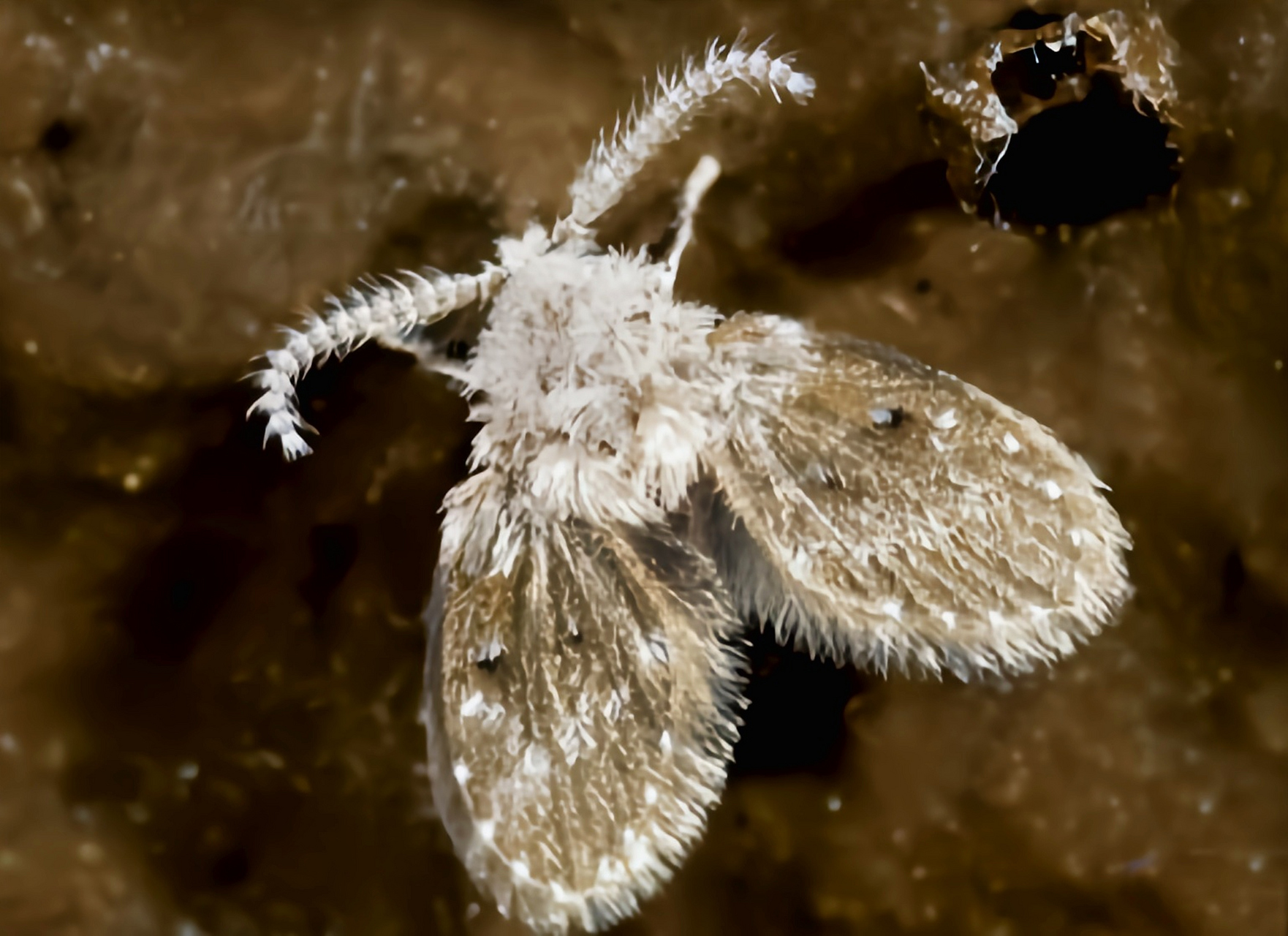 每天认识一种昆虫——星斑蛾蚋 星斑蛾蚋 别名蛾蠓,蛾蝇,侏儒娥,广泛
