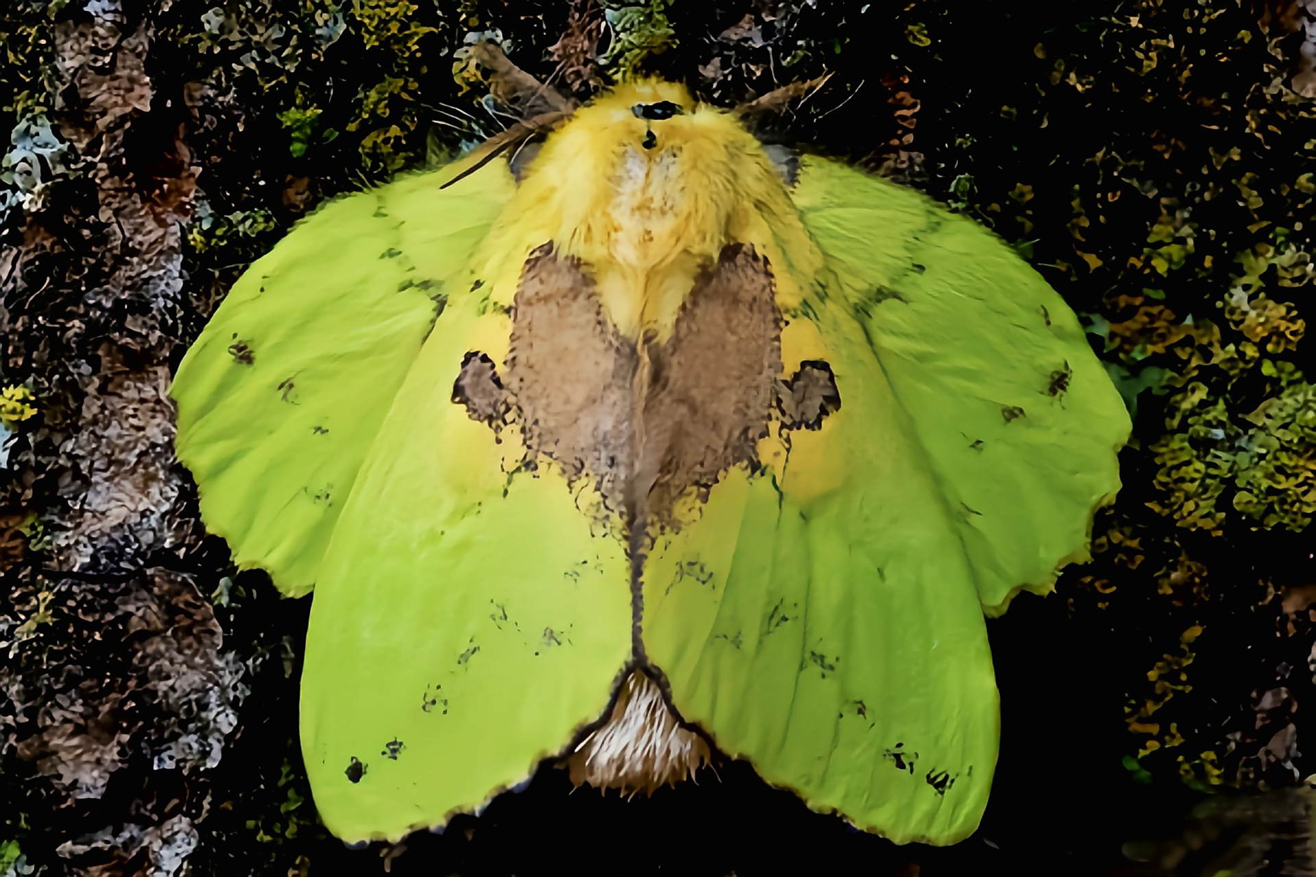 黄绿枯叶蛾,青柱枯叶蛾,是鳞翅目,枯叶蛾科昆虫,原产于亚洲东部
