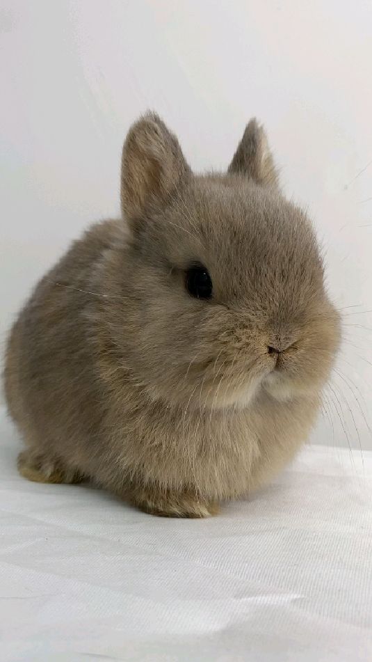 山猫色小母侏儒兔