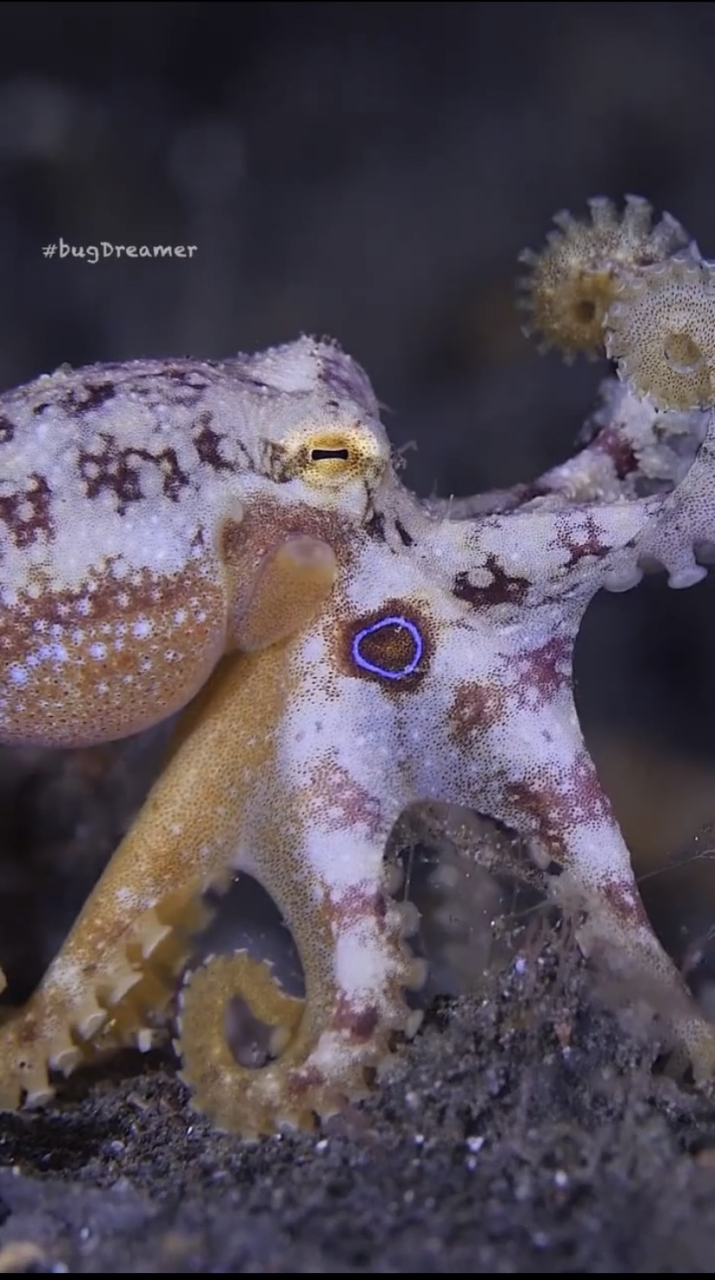 蓝环章鱼广泛分布在日本与澳大利亚之间的太平海域中