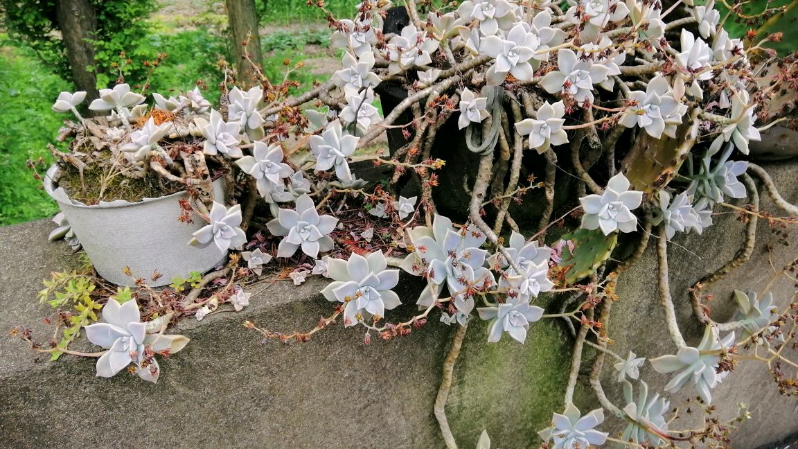 农村生长20年多肉植物,在阳台上风吹日晒靠天吃饭,看看长什么样