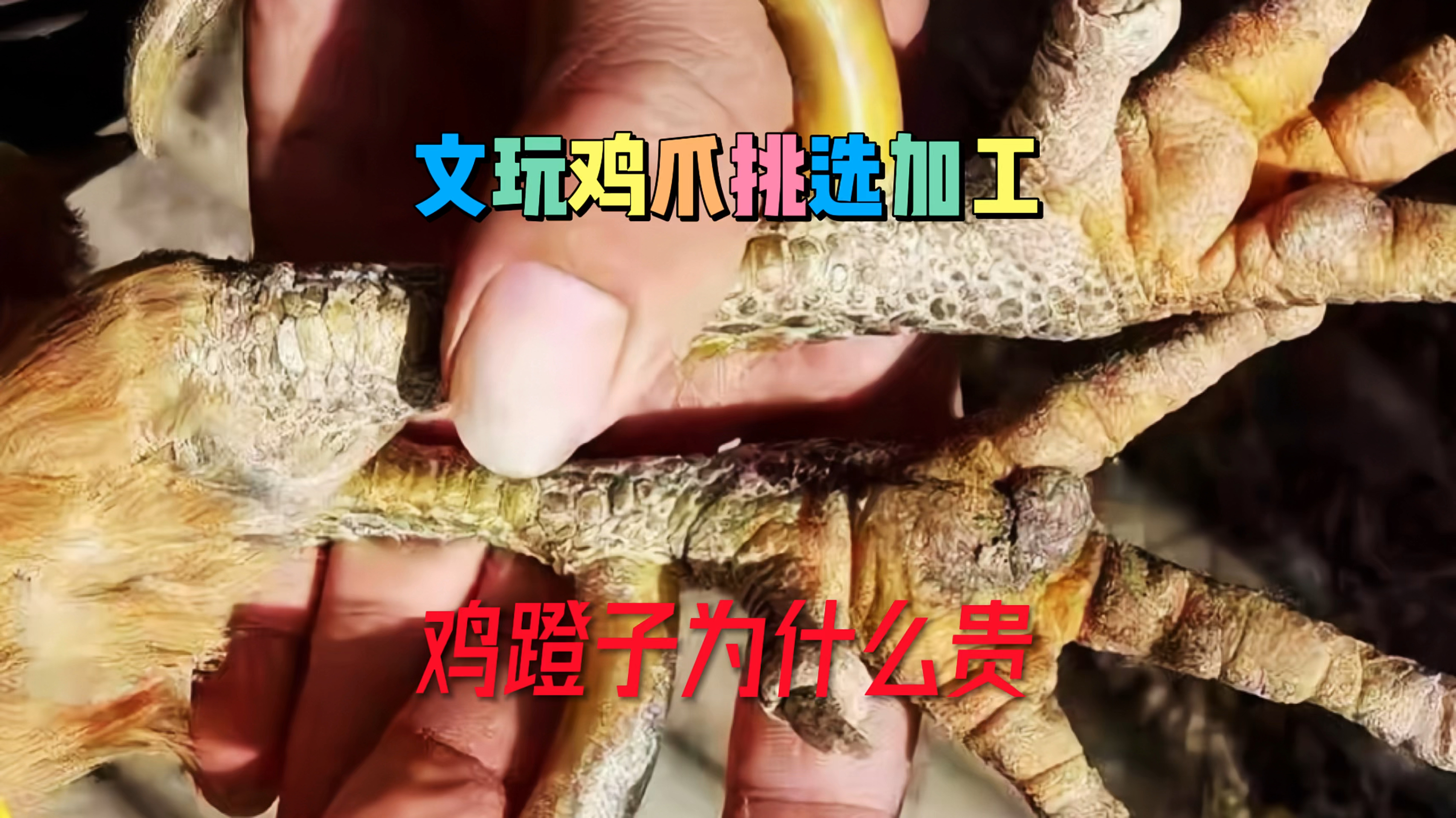 文玩鸡爪挑选加工