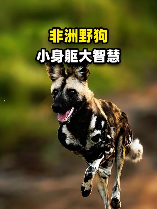 动物家族传奇非洲野犬图片