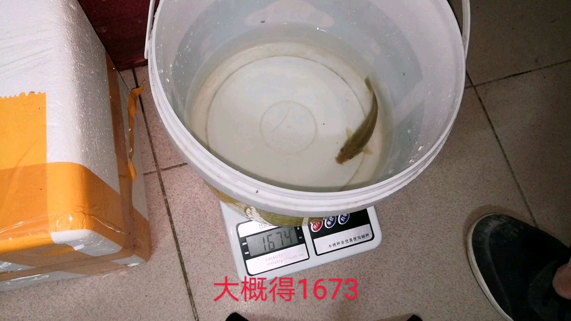 三个月的鱼苗长多大?这样的结果,还是先记录吧