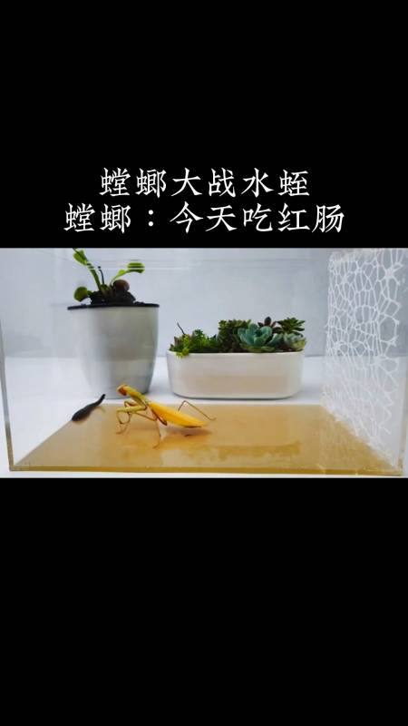 螳螂大战水蛭,螳螂:今天吃红肠-度小视