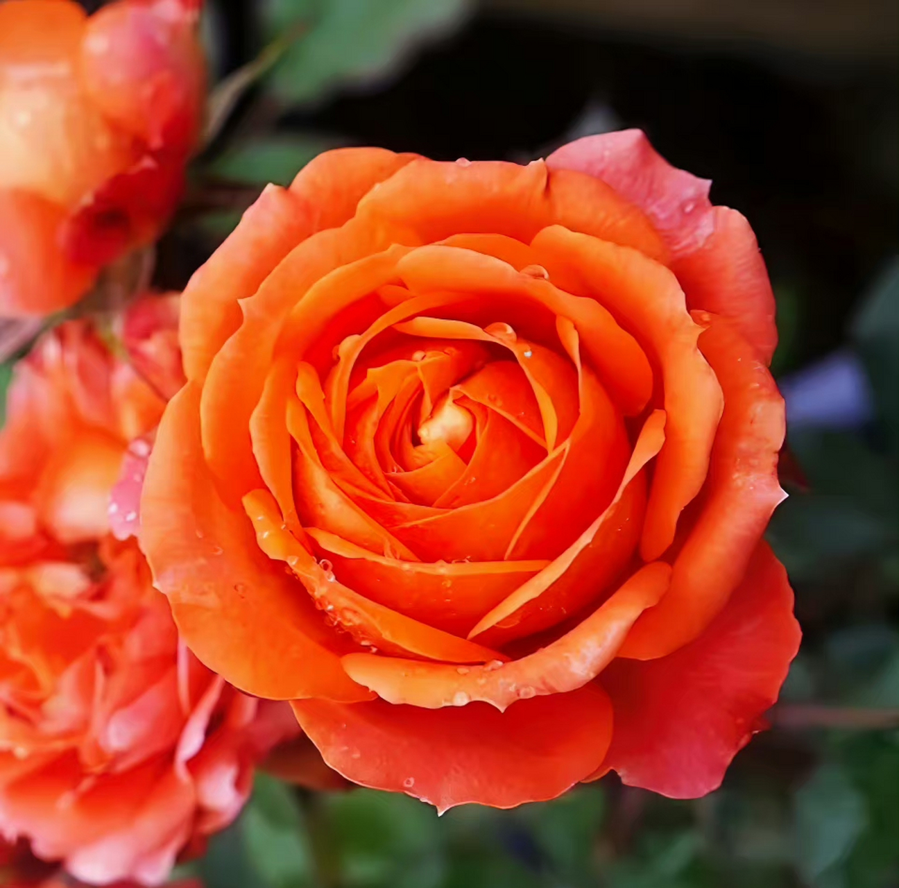 橙色宝石月季,一花一世界,一叶一如来.一念一清净,心是莲花开.