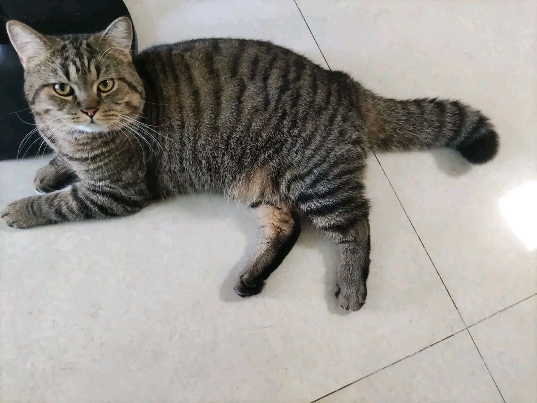 我朋友养了1年的猫说是虎斑猫,我咋觉得这是花狸猫呢,有啥区别呢,懂的