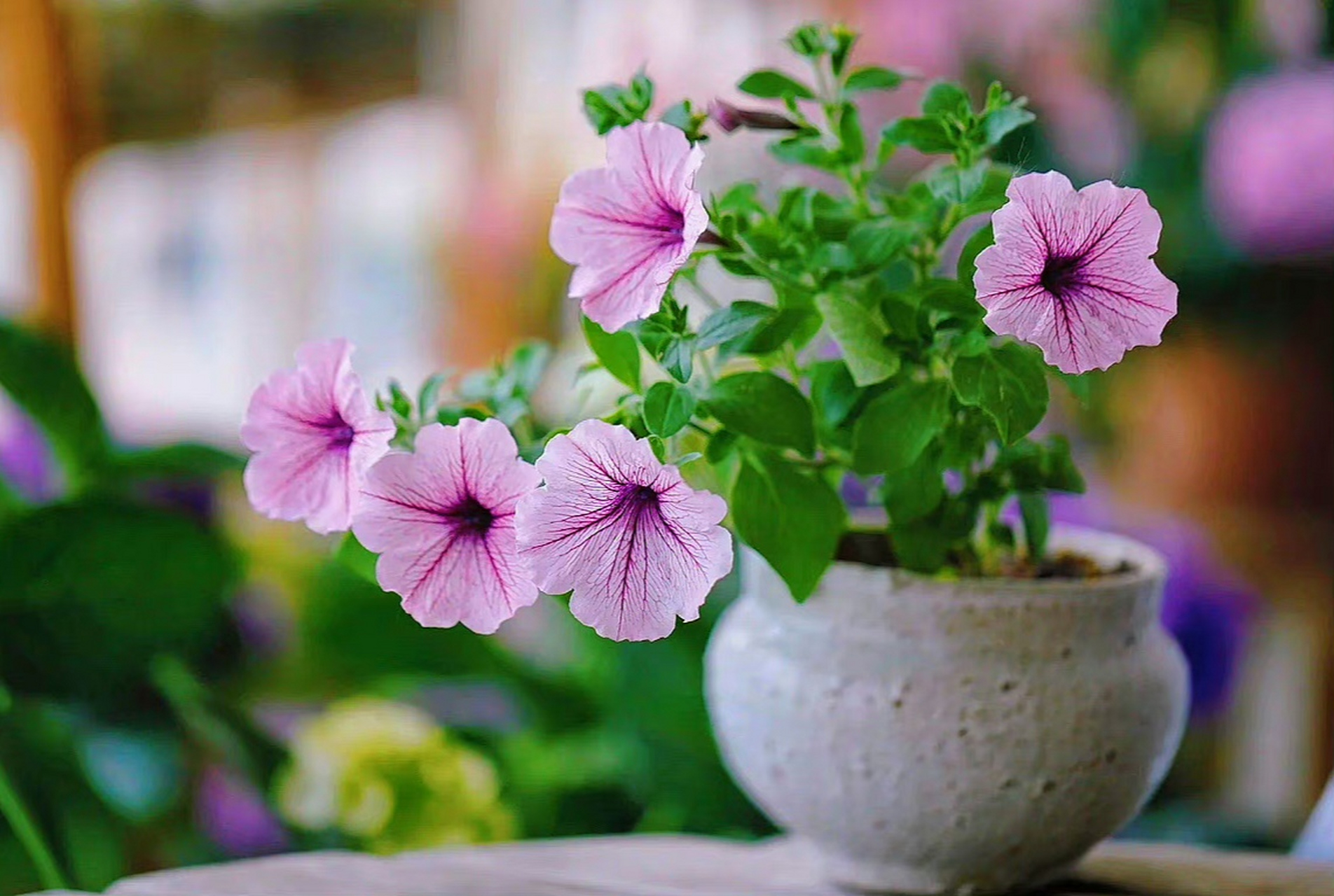 世界嘈杂,你需安静,做好以下三方面,你的内心会平静祥和:  1,不着急