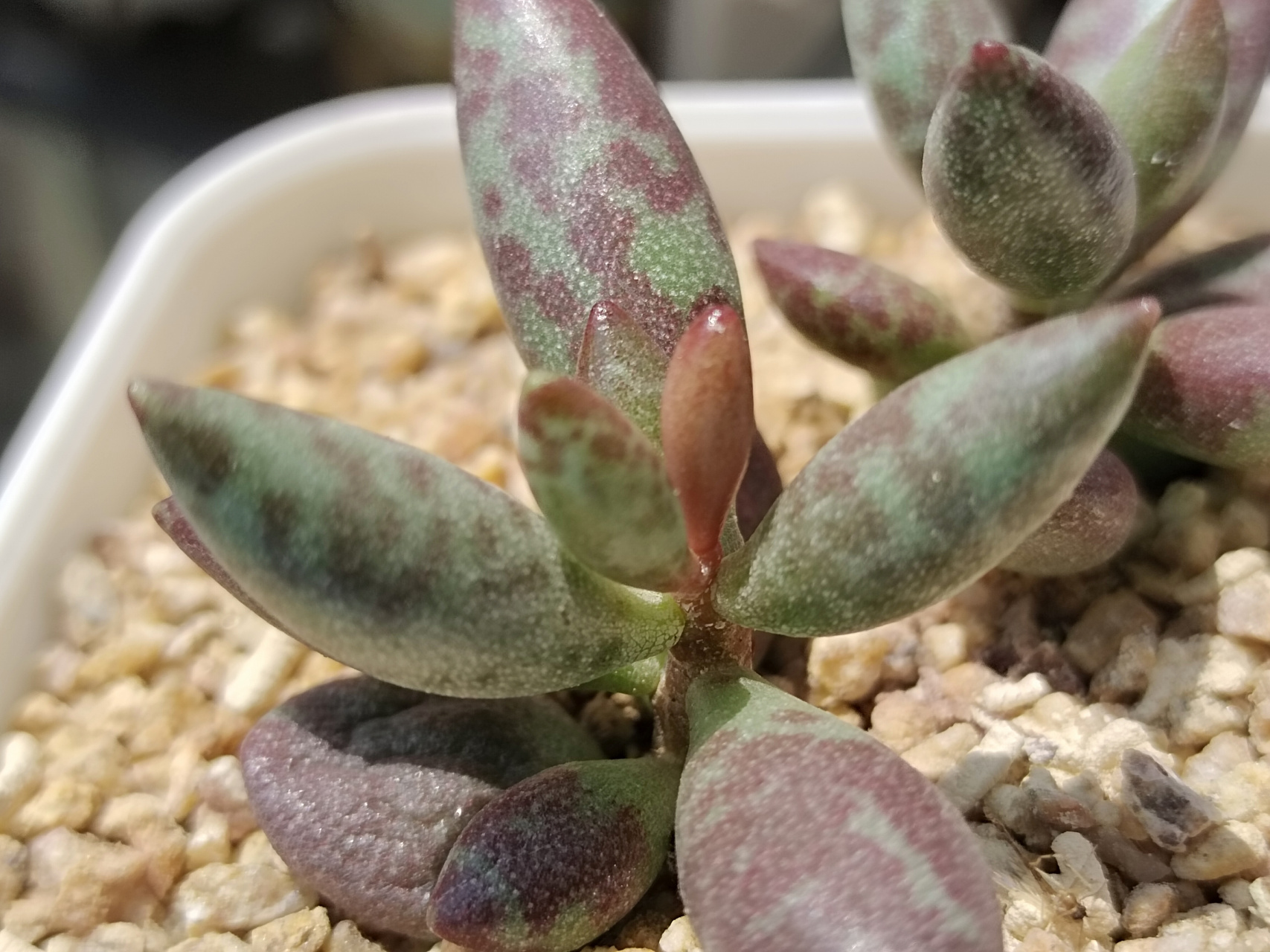 动态30天打卡挑战# 自己叶插的梅花鹿水泡,快两年了才这么点大,母本