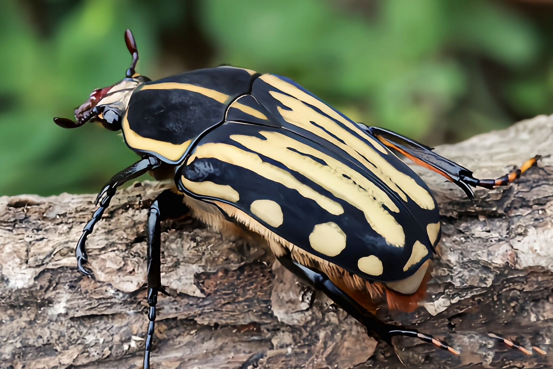 每天认识一种昆虫——卡拉兹花金龟 卡拉兹花金龟别名卡拉兹长角花
