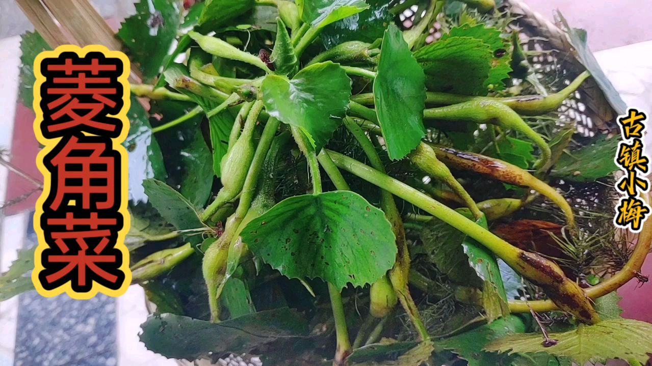 以前主要用来喂猪菱角菜,现在却是江南餐桌上的经典美味!