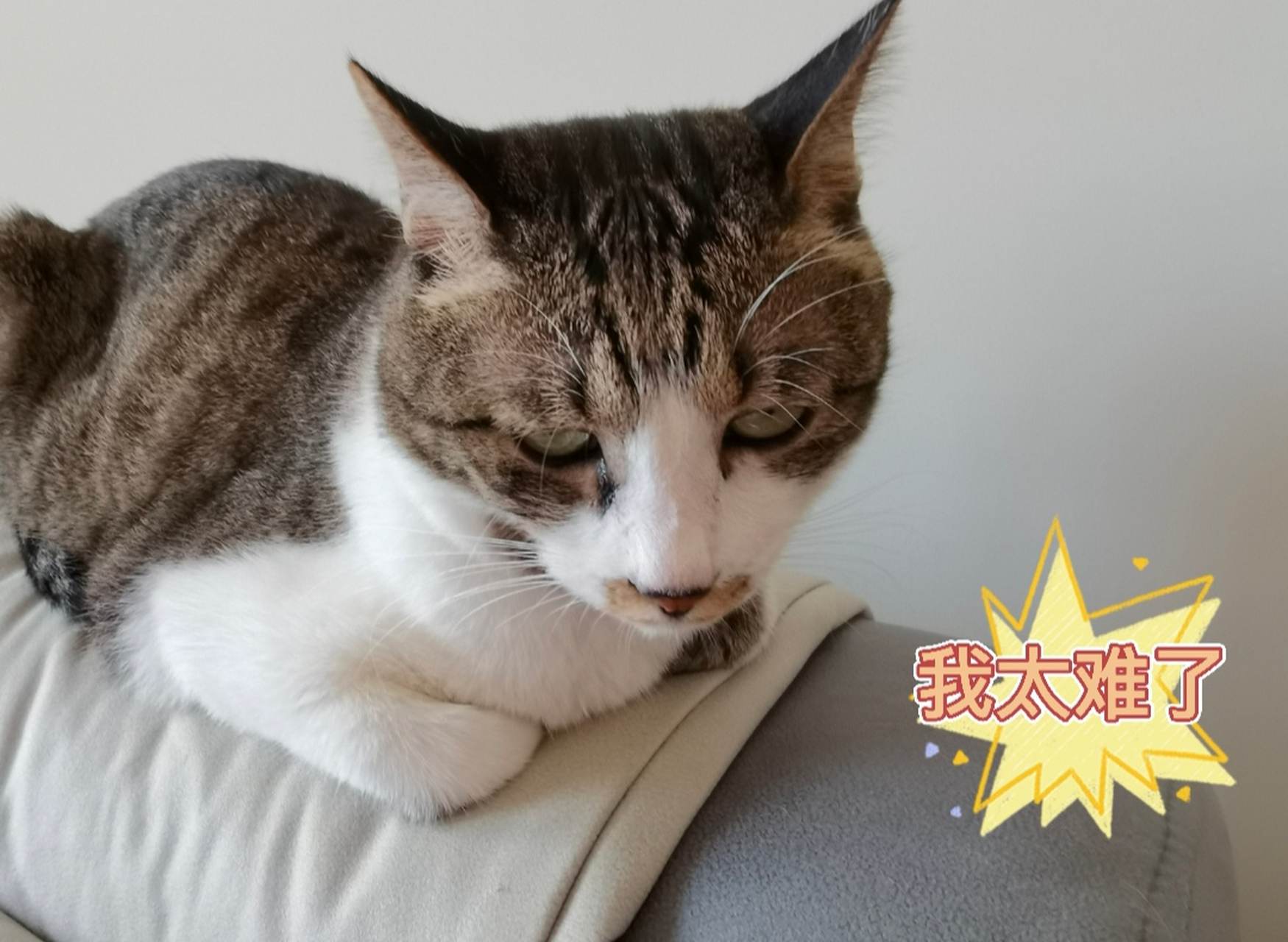 这些小猫咪交头接耳的,你们在商量什么啊?