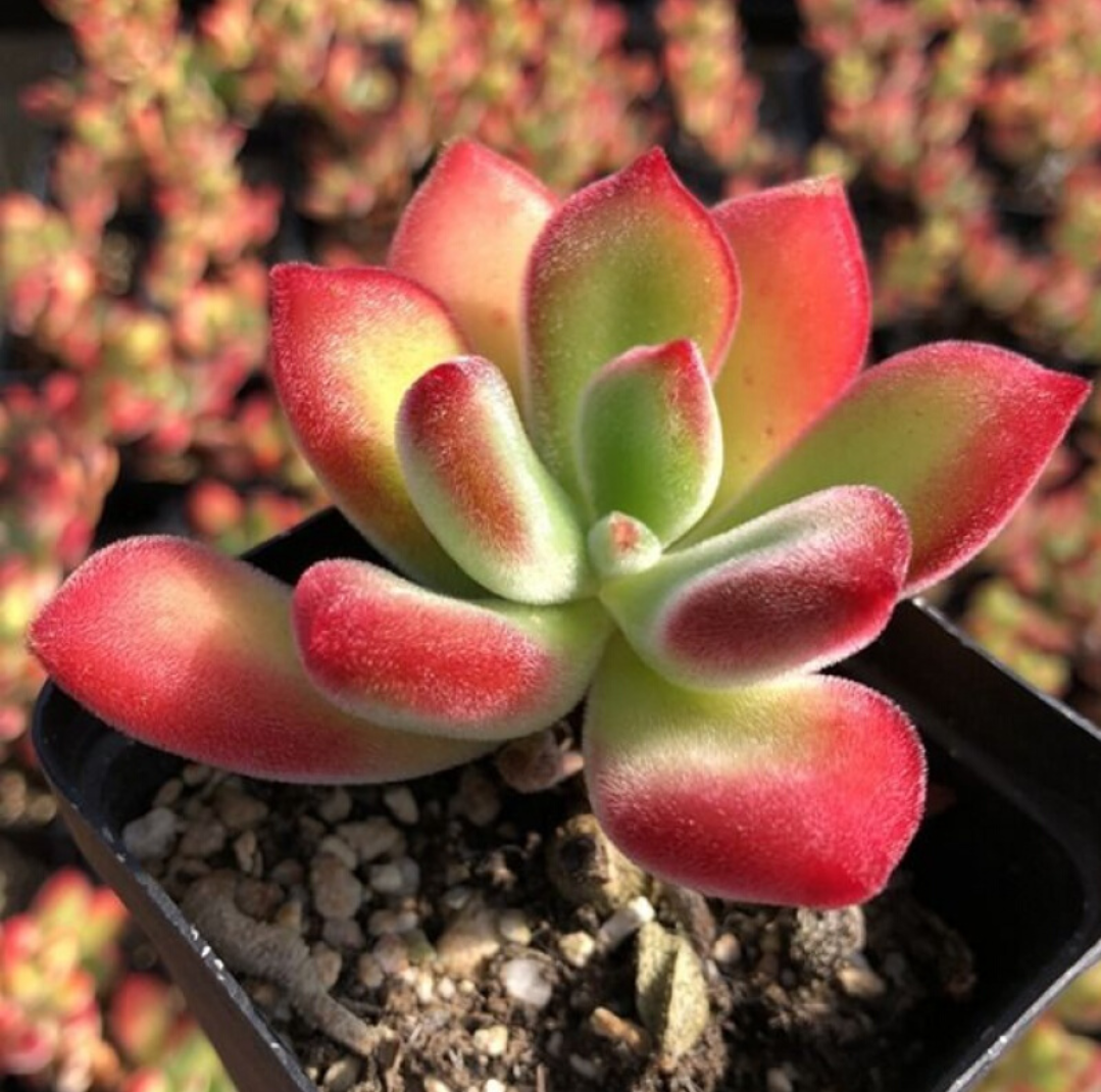 多肉锦晃星,好养易爆盆,冬天出状态紫红又美观,谁养谁喜欢