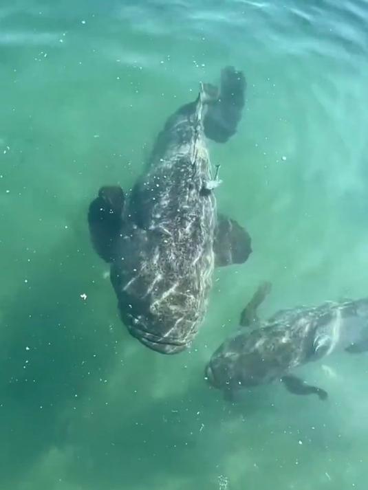 这么大的龙趸石斑鱼见过吗