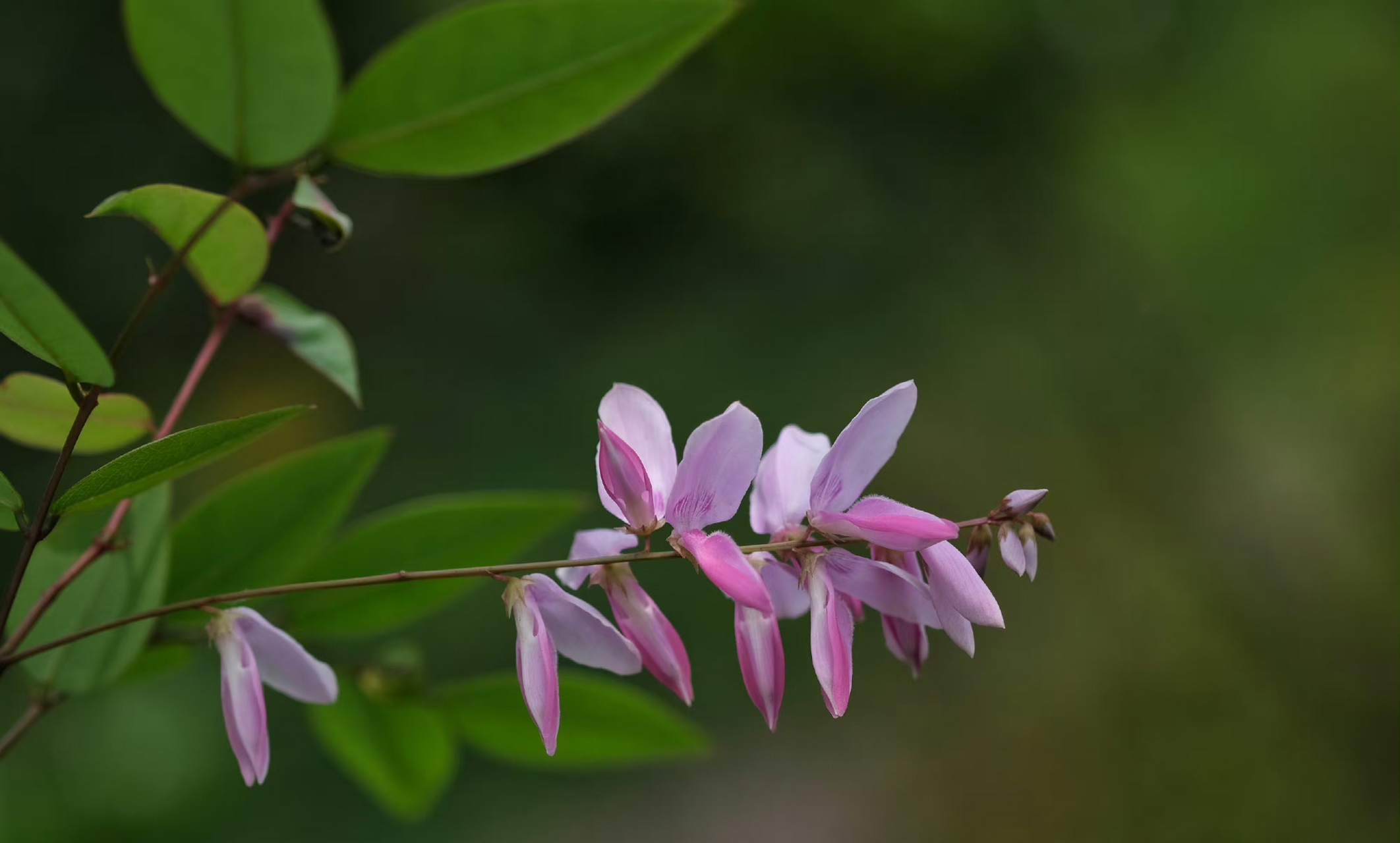 庭藤 豆科木蓝属你好植物.