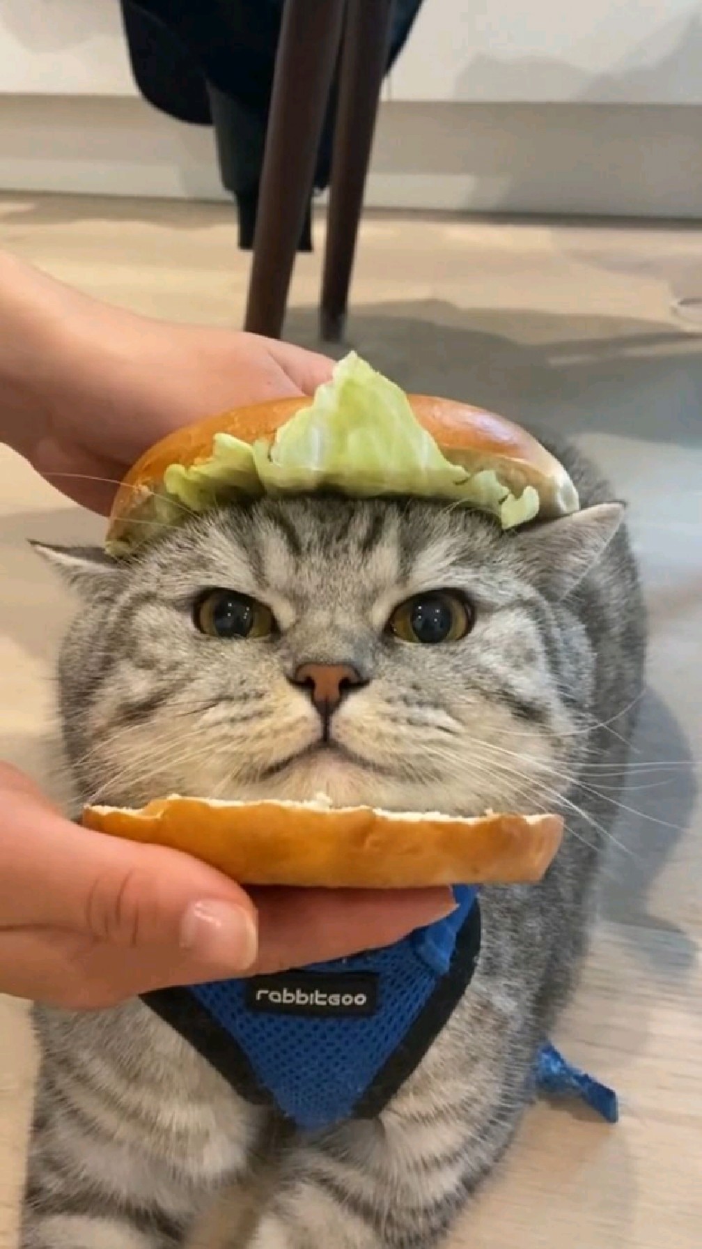 今天吃猫咪汉堡