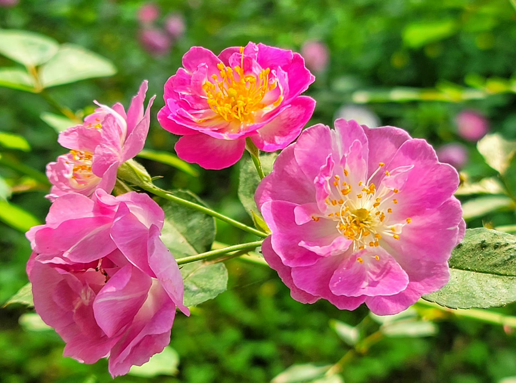 七姊妹,为蔷薇科蔷薇属灌木.有淡红,朱红,淡白等色,具淡香.