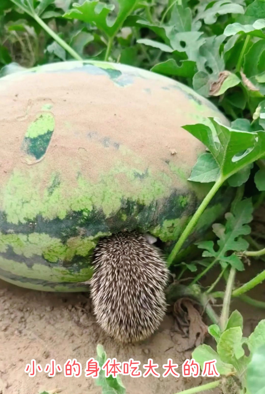 小刺猬02沉醉吃大西瓜91#动物趣图