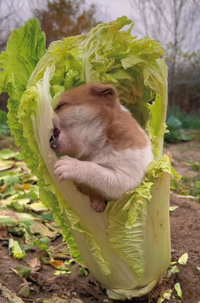 吃白菜的小狗#搞笑萌宠