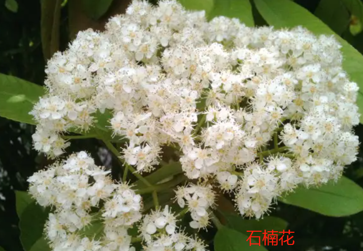 石楠花的丁香花的区别