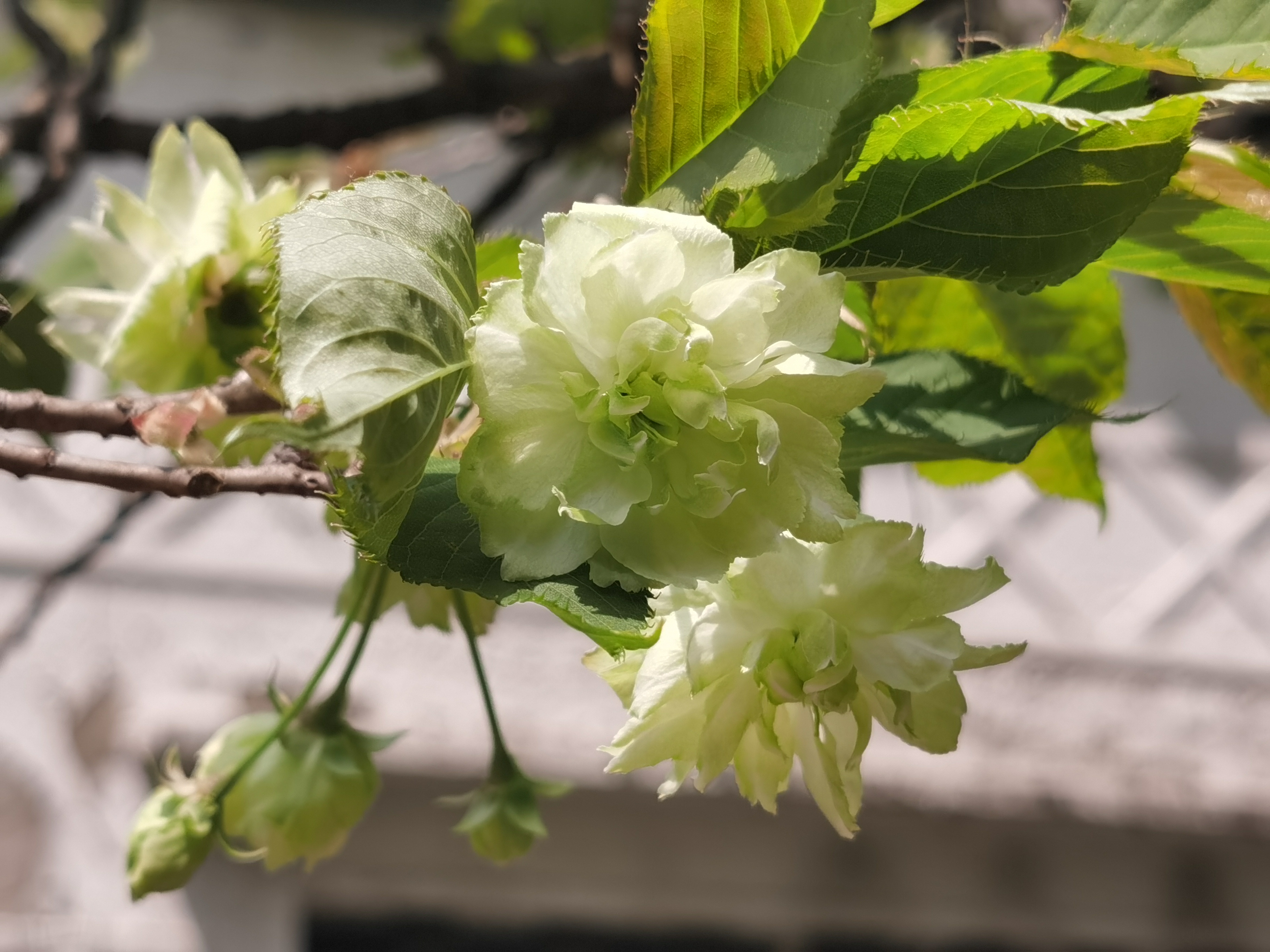 江苏镇江宝塔山公园有株绿色樱花