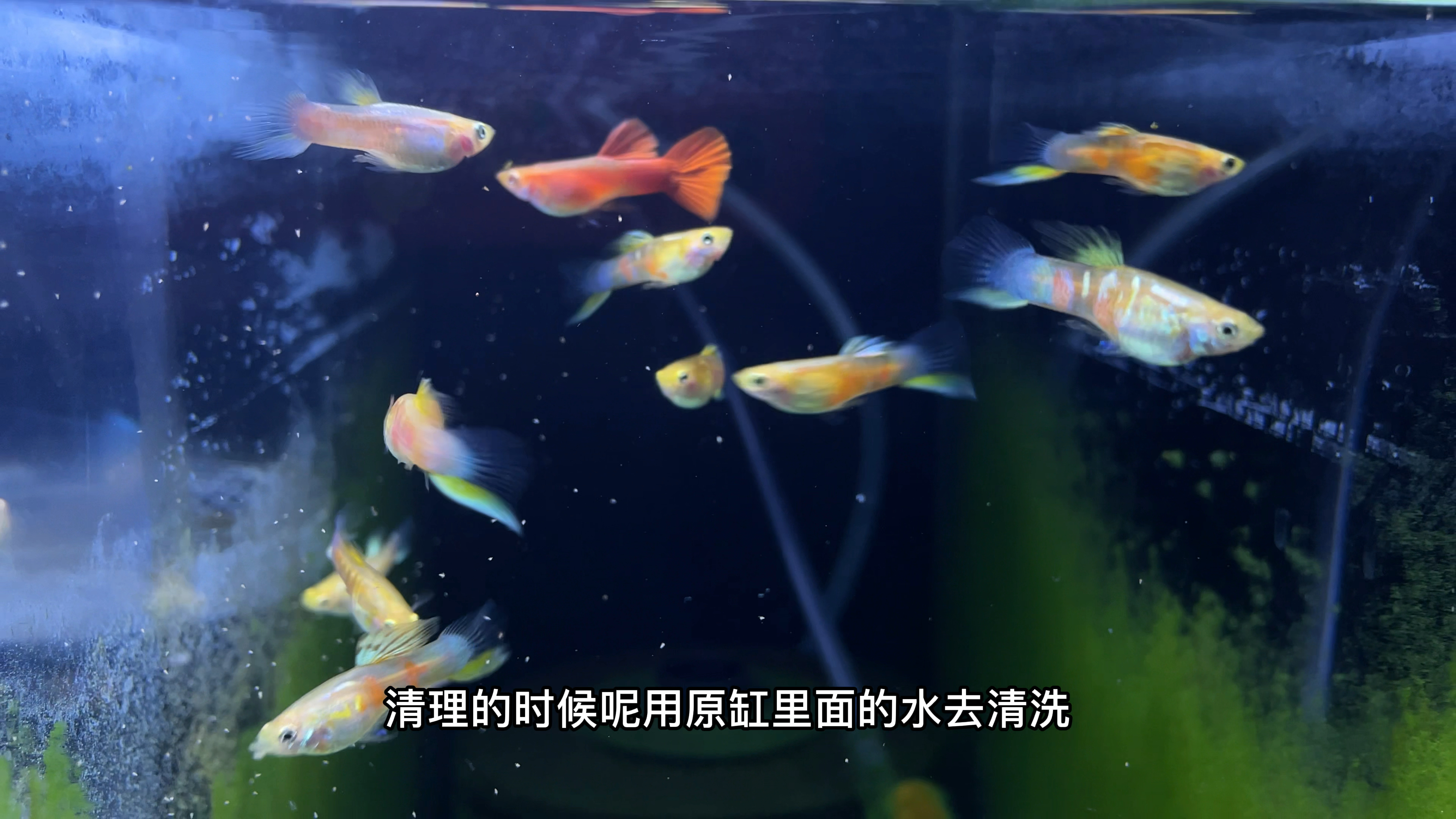 鱼缸过滤的滤材一年洗一次就行,水妖精三四个月洗一次