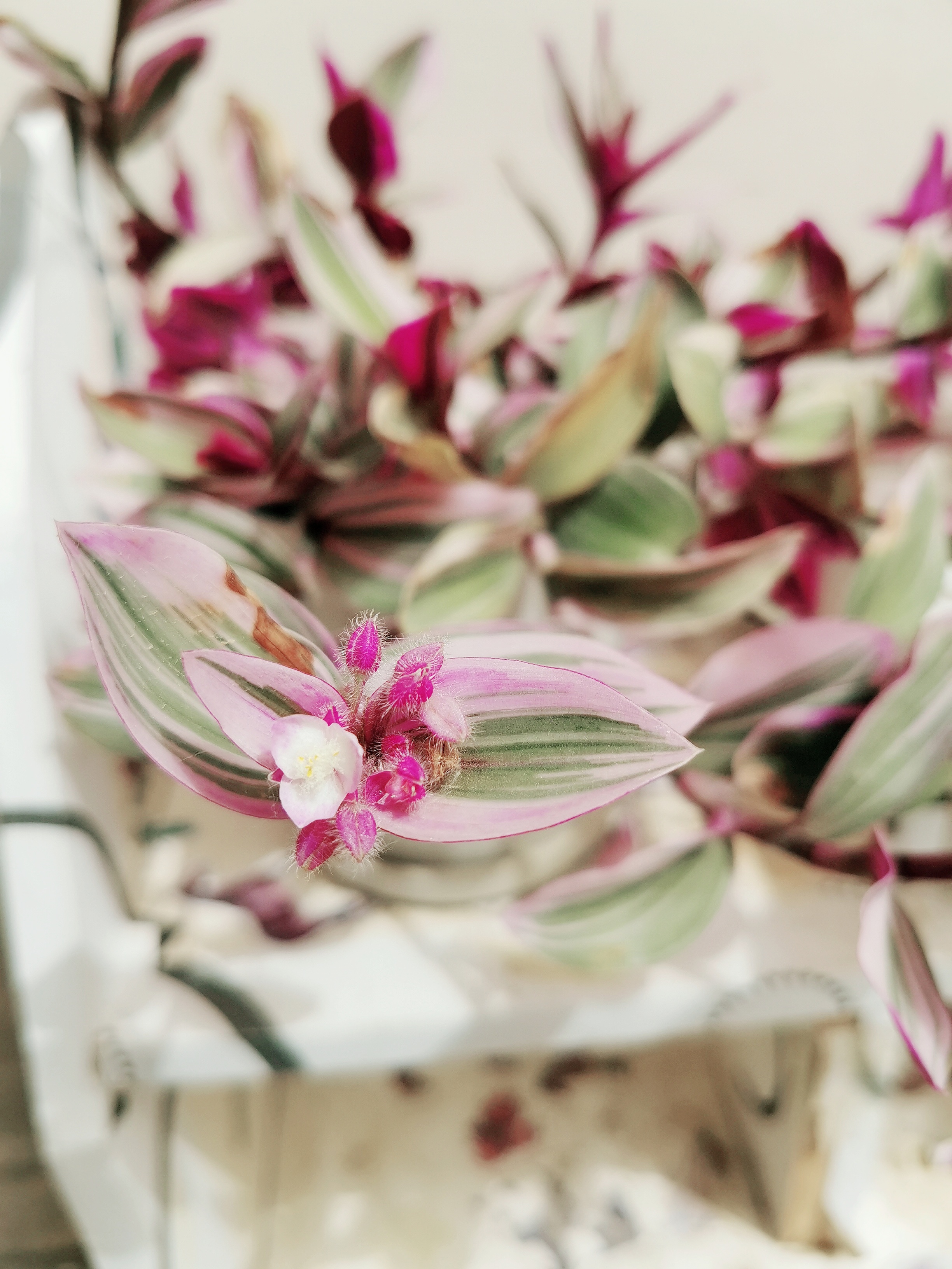 油画婚礼开花了,本来就买了一小盆,现在我已经有四大盆,扦插就能活.